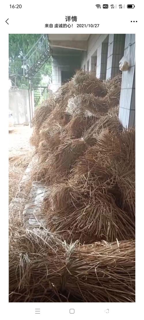 养牛饲料草选哪些品种高产又营养?-图2 养牛饲料草选哪些品种高产又营养?-图2