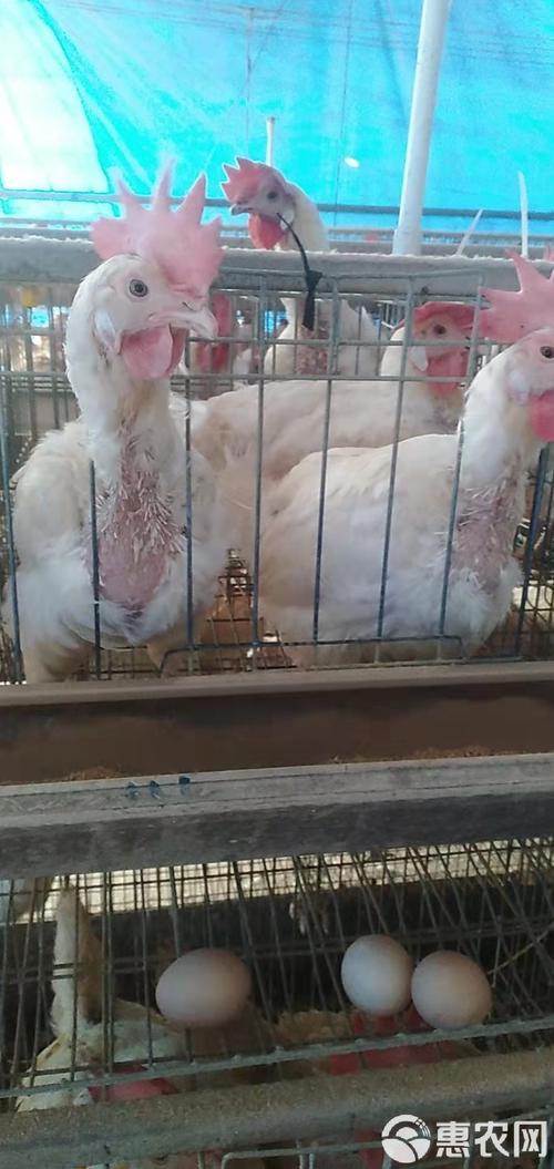 淘汰白色蛋鸡是什么品种?-图1 淘汰白色蛋鸡是什么品种?-图1