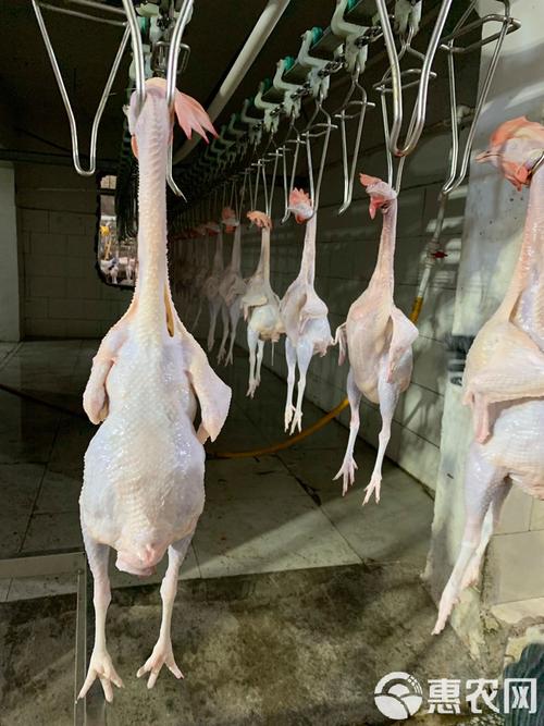 淘汰白色蛋鸡是什么品种?-图2 淘汰白色蛋鸡是什么品种?-图2