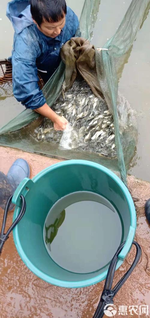 草鱼养殖技术有哪些关键要点?-图1 草鱼养殖技术有哪些关键要点?-图1