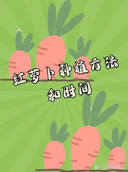 秋种胡萝卜时间与技术-图1 秋种胡萝卜时间与技术-图1