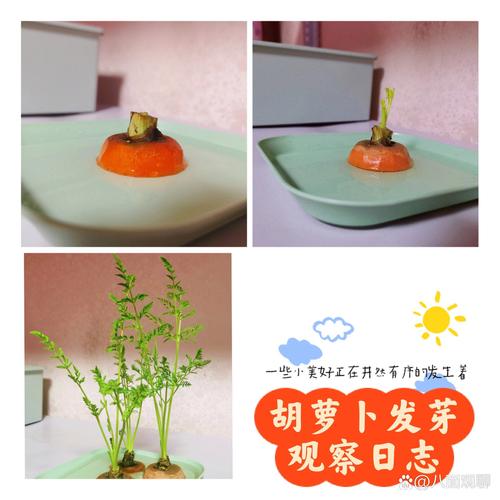 秋种胡萝卜时间与技术-图3 秋种胡萝卜时间与技术-图3