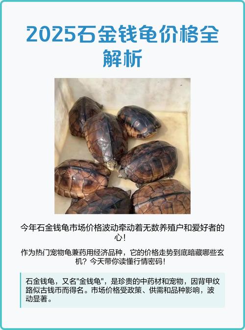 2025石金钱价格会涨还是跌?-图1 2025石金钱价格会涨还是跌?-图1