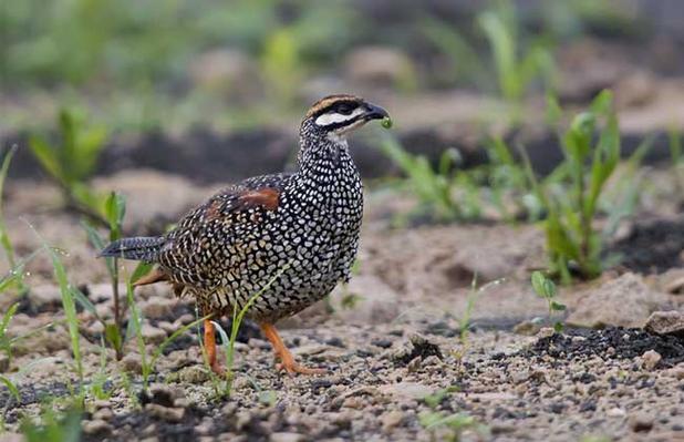鹧鸪苗新品种饲养有何优势？-图2