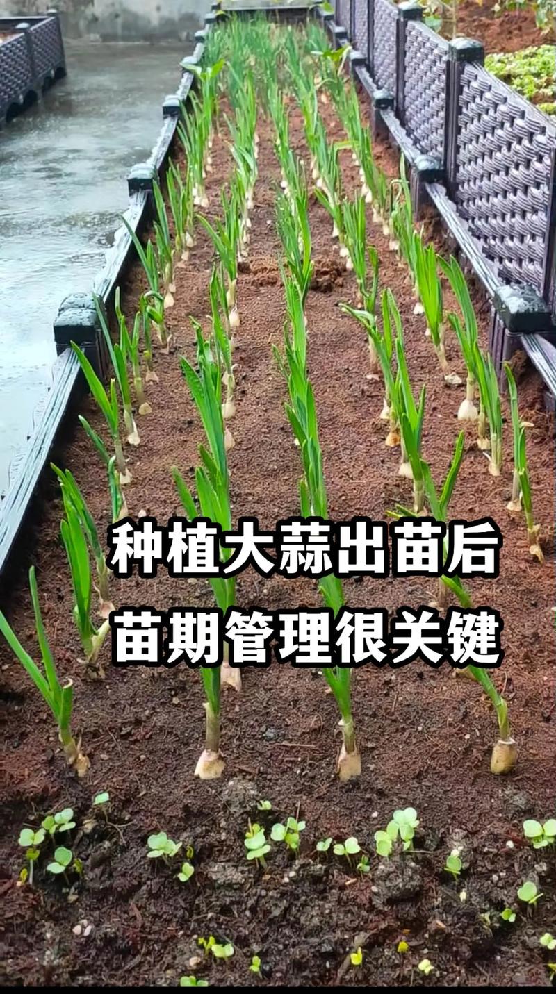 蒜苗种植技术视频如何高效播放学习?-图1 蒜苗种植技术视频如何高效播放学习?-图1