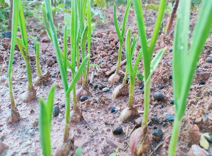 蒜苗种植技术视频如何高效播放学习?-图3 蒜苗种植技术视频如何高效播放学习?-图3