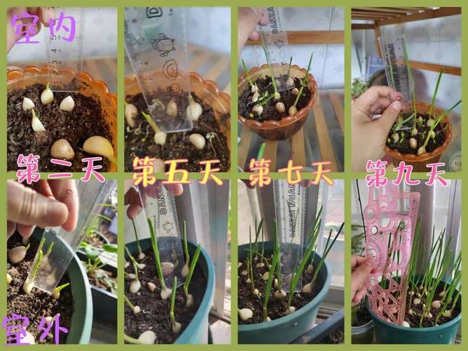 蒜苗种植技术视频如何高效播放学习？-图2