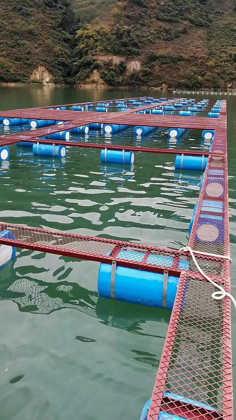 鳙鱼网箱如何实现高产养殖?-图3 鳙鱼网箱如何实现高产养殖?-图3
