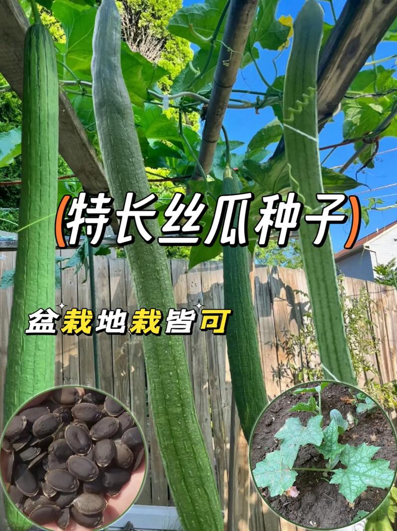 种丝瓜赚钱吗？技术要点和利润多少？-图2