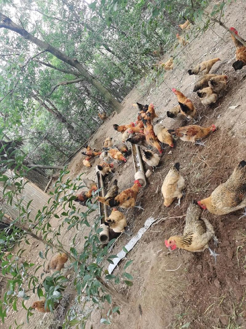 土鸡养殖技术关键点有哪些？-图1