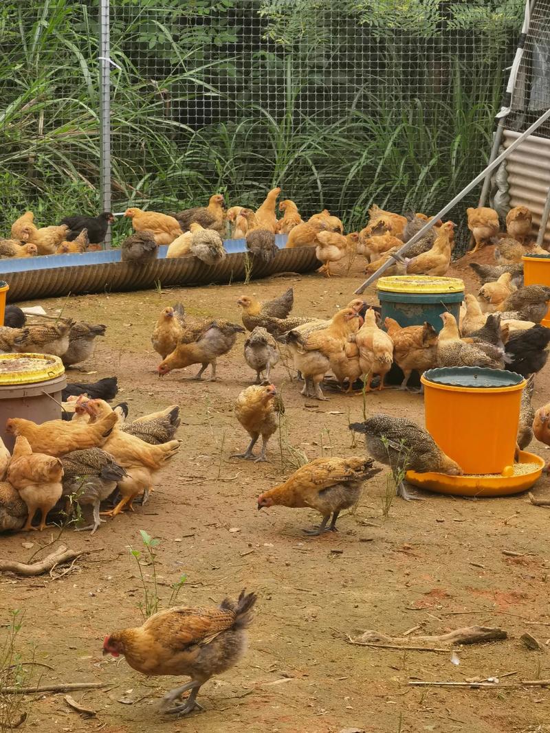 土鸡养殖技术关键点有哪些？-图3