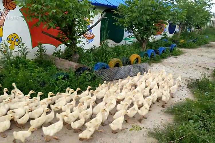 旱鹅养殖技术视频在线哪里看?-图1 旱鹅养殖技术视频在线哪里看?-图1