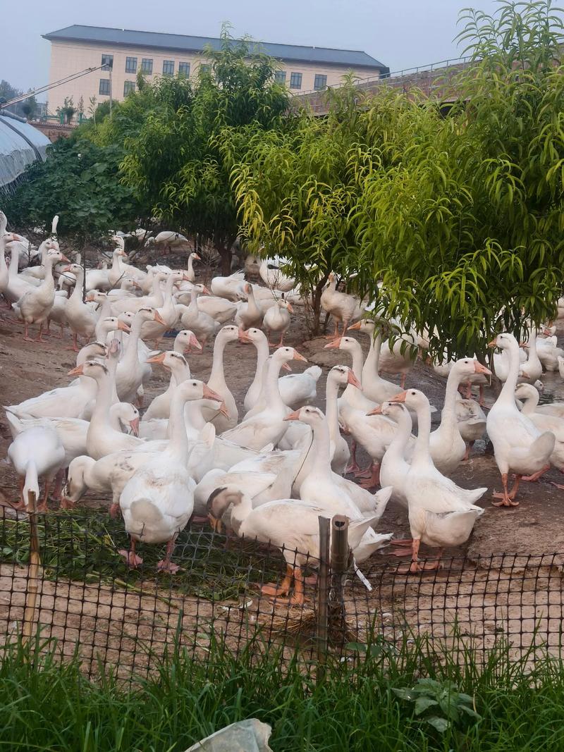 旱鹅养殖技术视频在线哪里看?-图3 旱鹅养殖技术视频在线哪里看?-图3