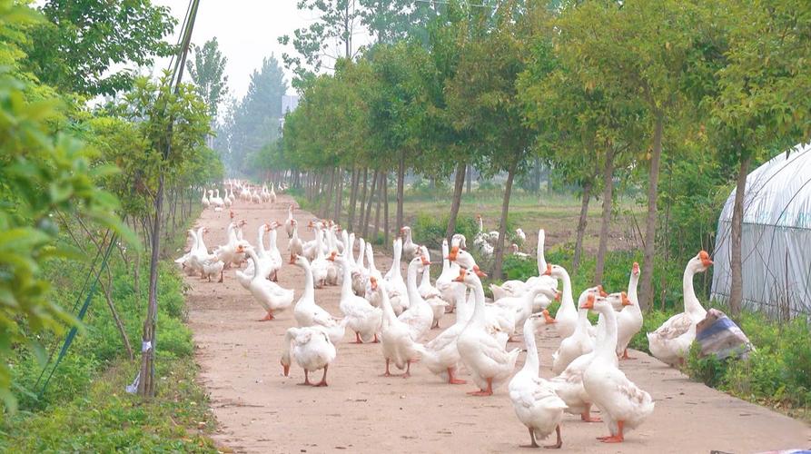 旱鹅养殖技术视频在线哪里看?-图2 旱鹅养殖技术视频在线哪里看?-图2