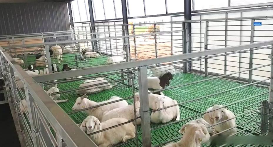 养羊国外技术视频哪里能看？-图3