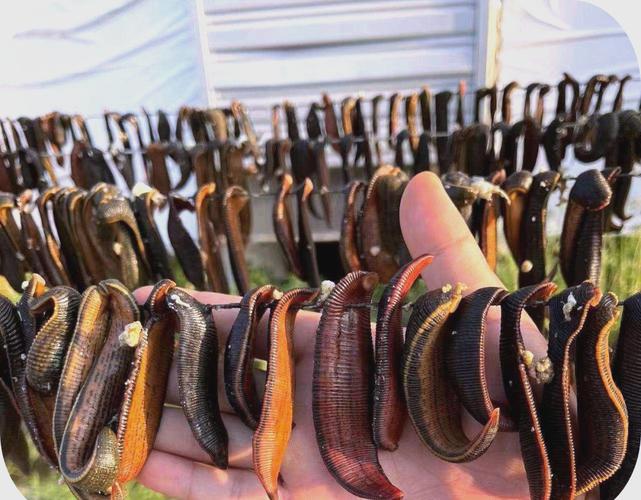 哪种水蛭养殖品种效益最高?-图1 哪种水蛭养殖品种效益最高?-图1