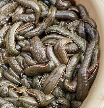 哪种水蛭养殖品种效益最高?-图3 哪种水蛭养殖品种效益最高?-图3