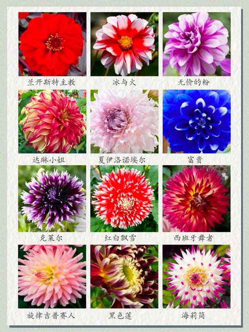 花朵品种大全图片及名称有哪些?-图2 花朵品种大全图片及名称有哪些?-图2