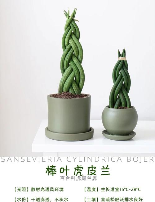 虎皮兰哪个品种好看又值钱?-图1 虎皮兰哪个品种好看又值钱?-图1