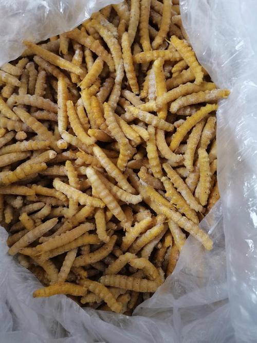 豆青虫养殖技术要点有哪些?-图2 豆青虫养殖技术要点有哪些?-图2