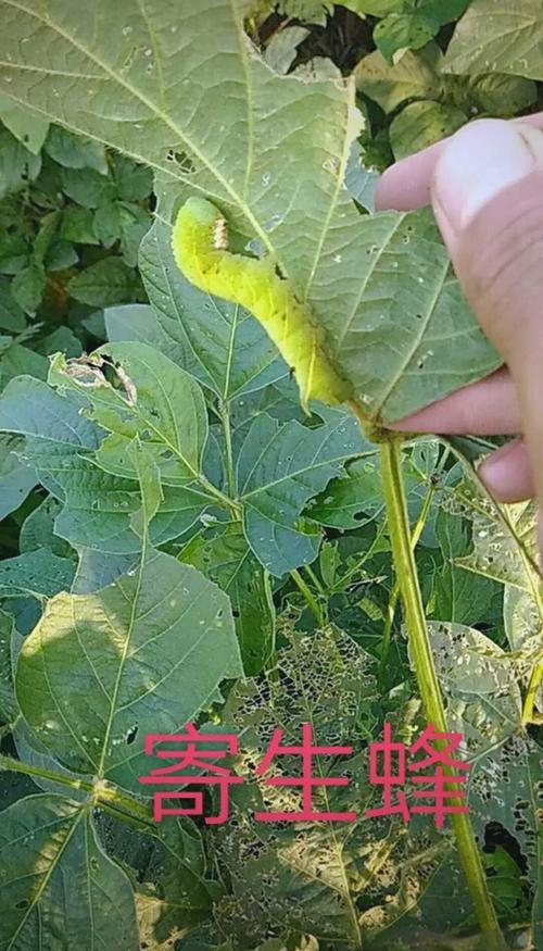 豆青虫养殖技术要点有哪些?-图1 豆青虫养殖技术要点有哪些?-图1
