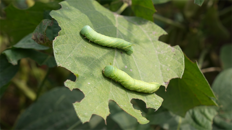 豆青虫养殖技术要点有哪些？-图3