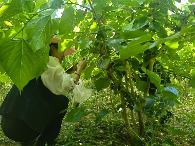 桑树品种选哪种，养蚕效果最佳？-图2