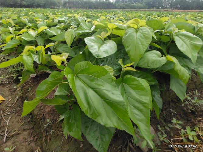 桑树品种选哪种，养蚕效果最佳？-图3