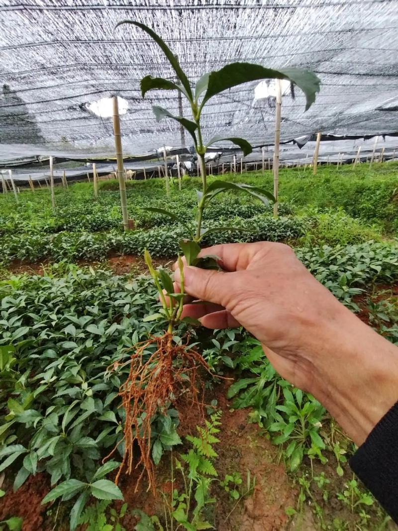 草珊瑚种子育苗技术要点有哪些？-图1