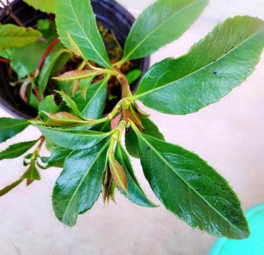 草珊瑚种子育苗技术要点有哪些？-图3