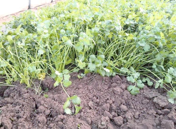 云南露地香菜怎么种才高产?-图3 云南露地香菜怎么种才高产?-图3