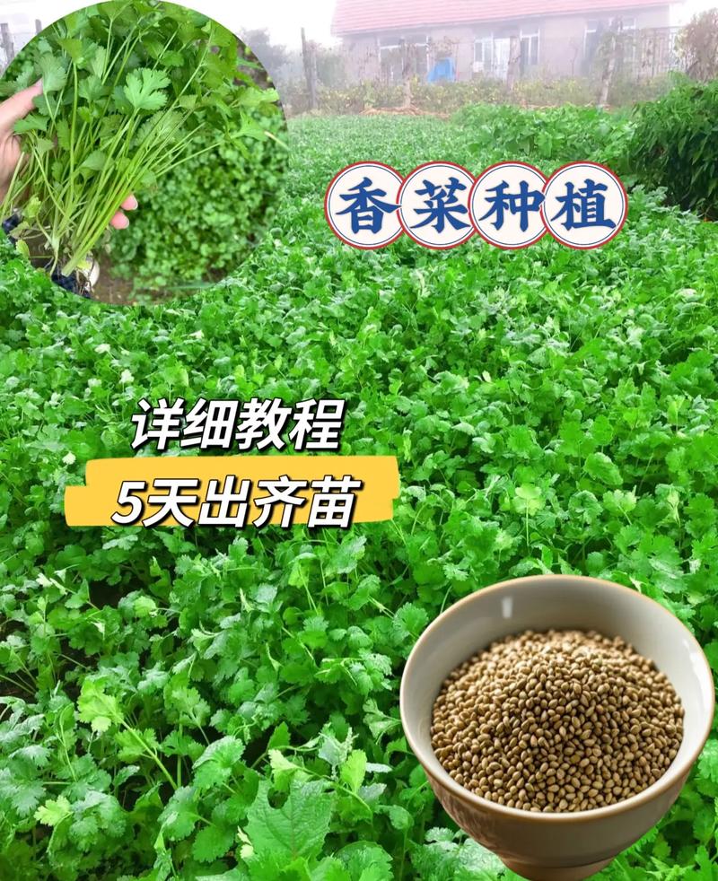 云南露地香菜怎么种才高产?-图2 云南露地香菜怎么种才高产?-图2