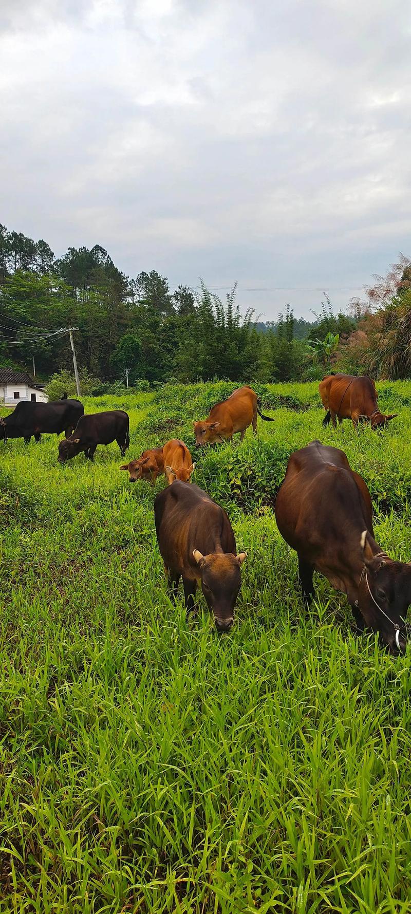 什么品种牛适合农村养殖-图1 什么品种牛适合农村养殖-图1