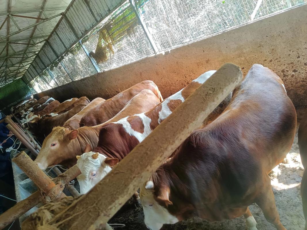 什么品种牛适合农村养殖-图2 什么品种牛适合农村养殖-图2