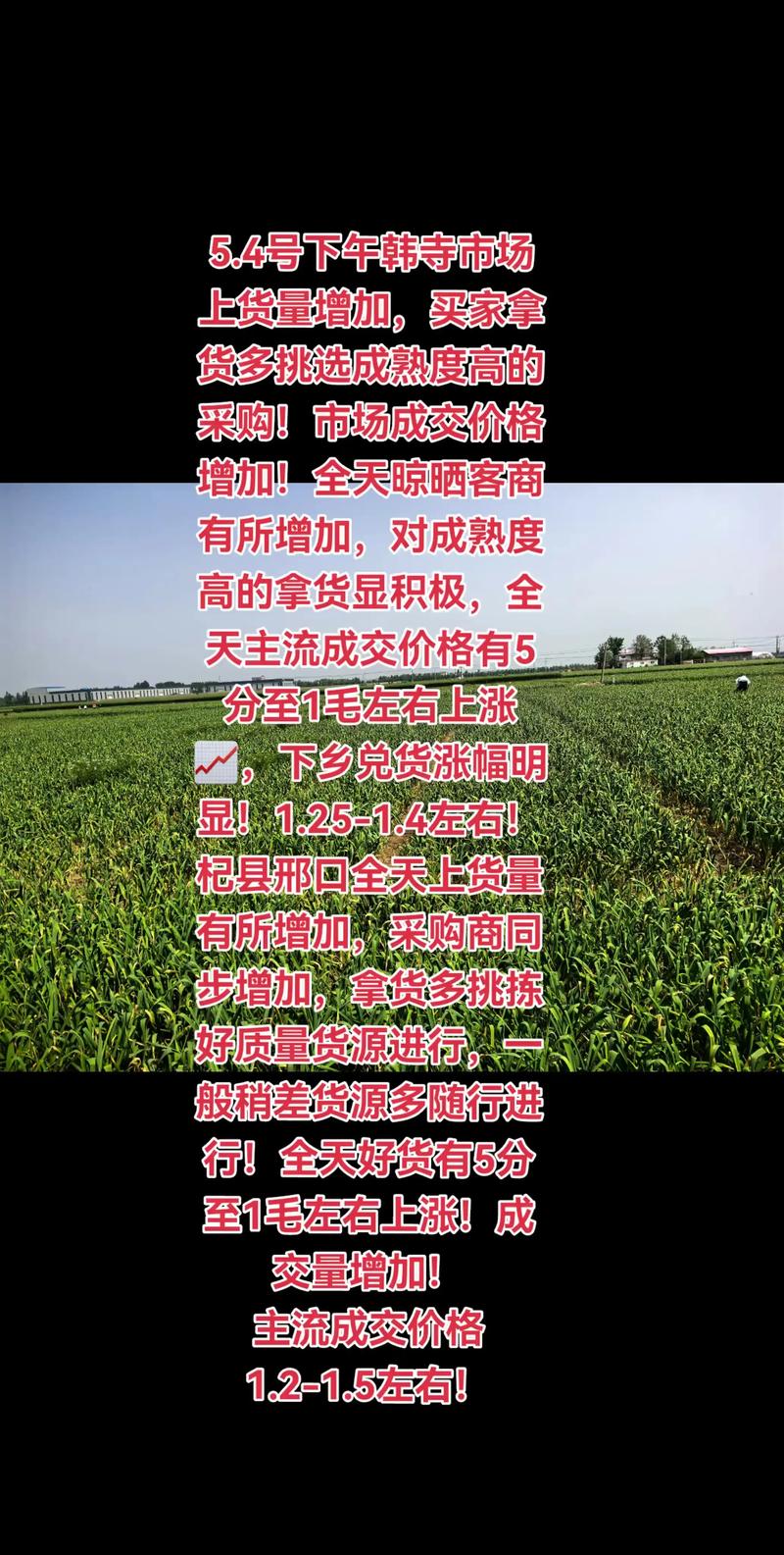 2025河南晚大蒜价格会涨还是跌？-图2