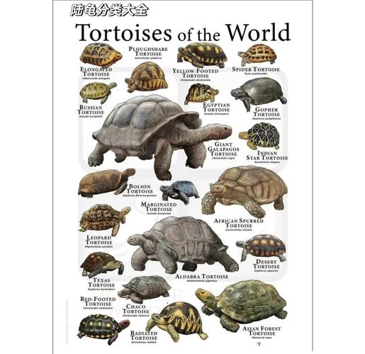 2025养龟什么品种前景好?-图1 2025养龟什么品种前景好?-图1