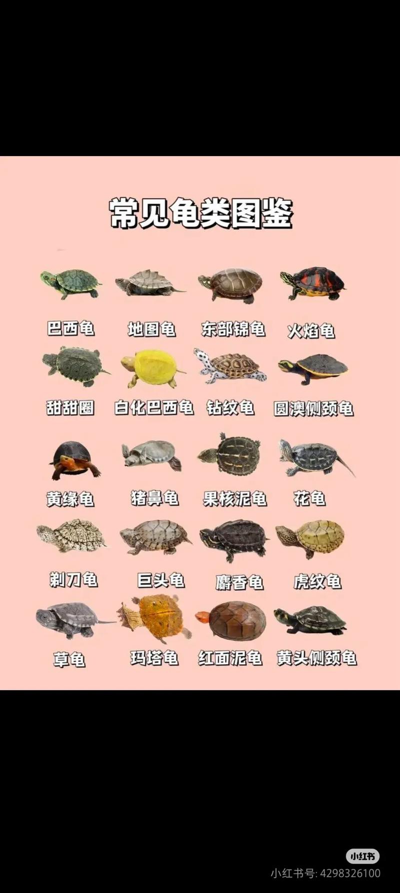 2025养龟什么品种前景好？-图2