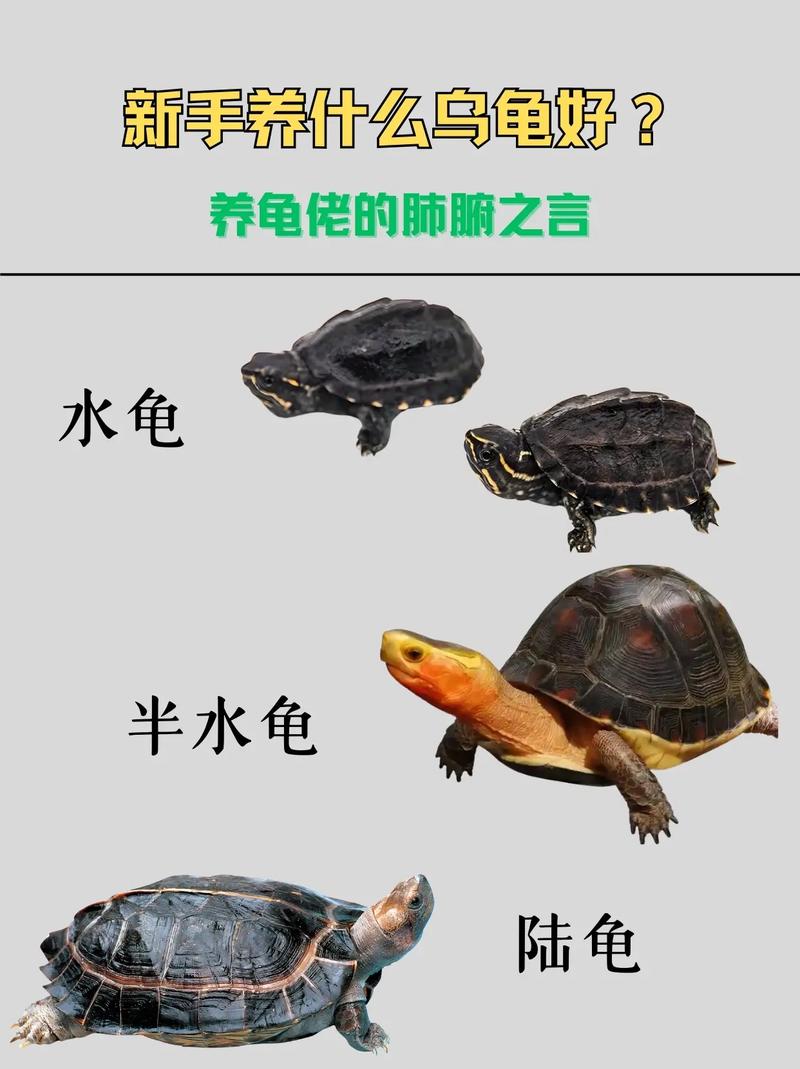 2025养龟什么品种前景好？-图3
