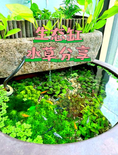 2025淡水小品种养殖,哪些品种更值得养?-图1 2025淡水小品种养殖,哪些品种更值得养?-图1