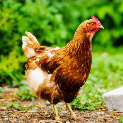 哪种鸡品种产蛋率最高？-图3