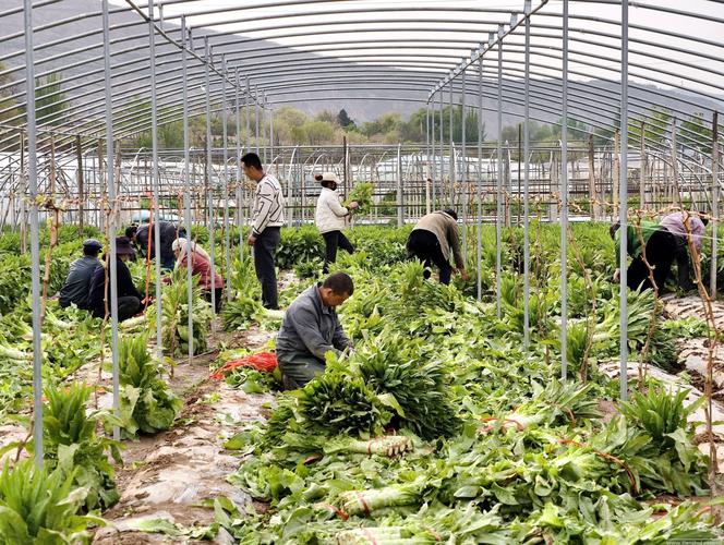 冬季菜花大棚种植技术有哪些关键点？-图2