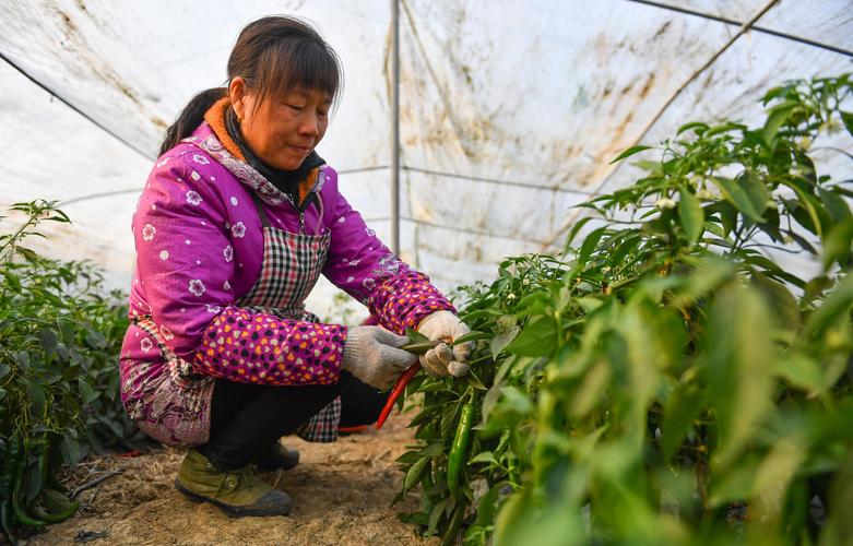 冬季菜花大棚种植技术有哪些关键点?-图3 冬季菜花大棚种植技术有哪些关键点?-图3