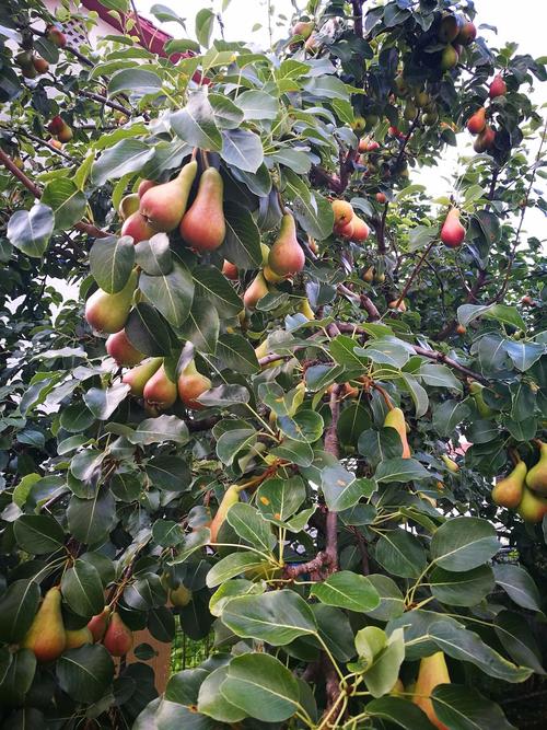 中国目前最好的果树品种-图1 中国目前最好的果树品种-图1