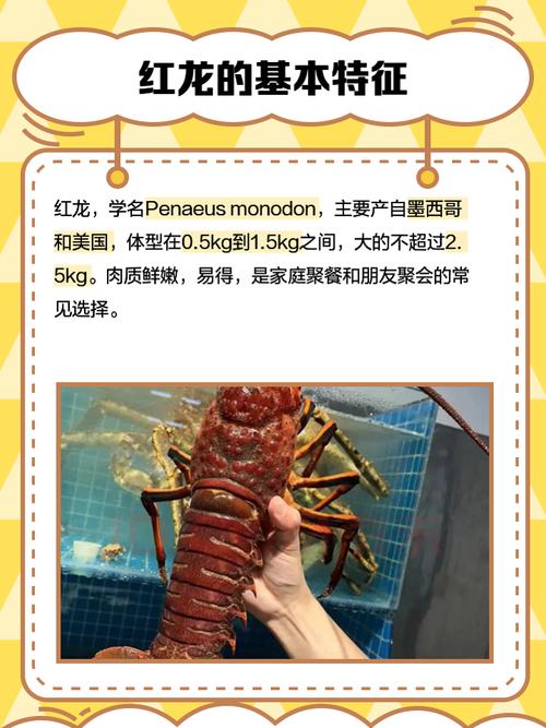2025年野生龙虾价格会涨还是跌？-图2