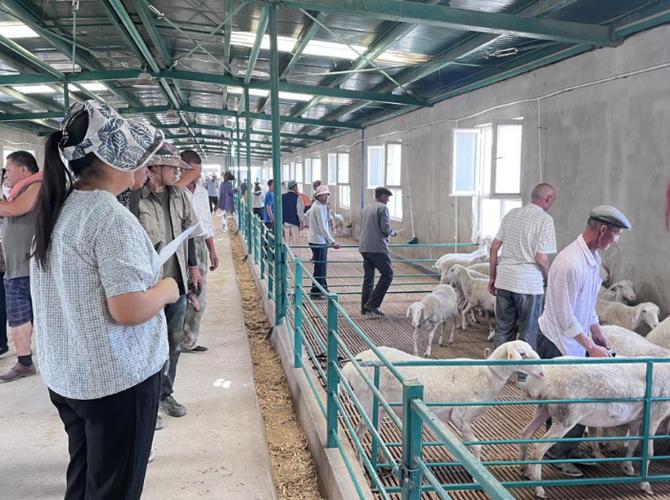 湖羊养殖技术培训视频,如何快速掌握核心技巧?-图1 湖羊养殖技术培训视频,如何快速掌握核心技巧?-图1