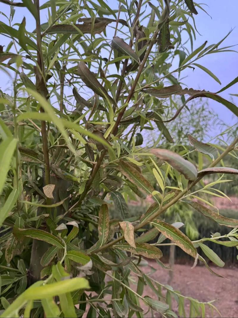 哪里有正规金蝉养殖技术培训?-图2 哪里有正规金蝉养殖技术培训?-图2