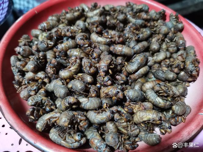 哪里有正规金蝉养殖技术培训？-图3