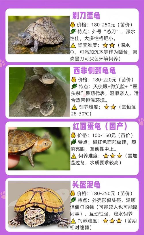 2025年商品龟价格会涨还是跌？-图2