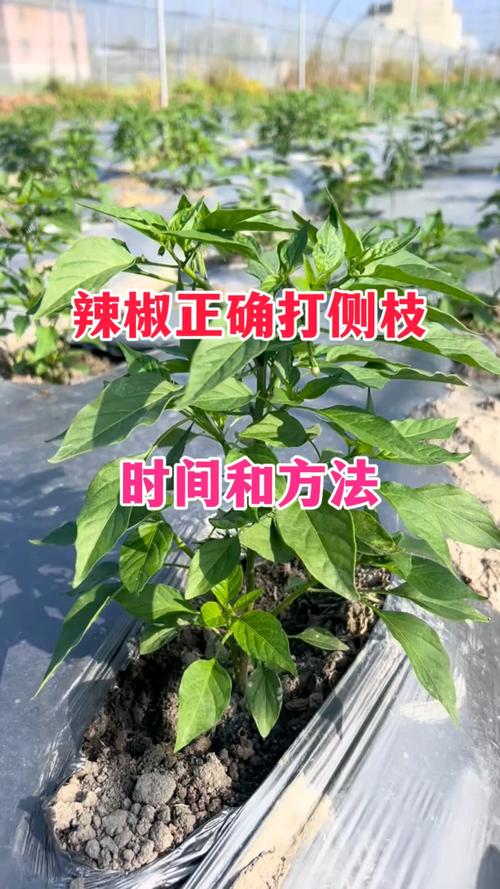 辣椒种植关键技术有哪些？-图3