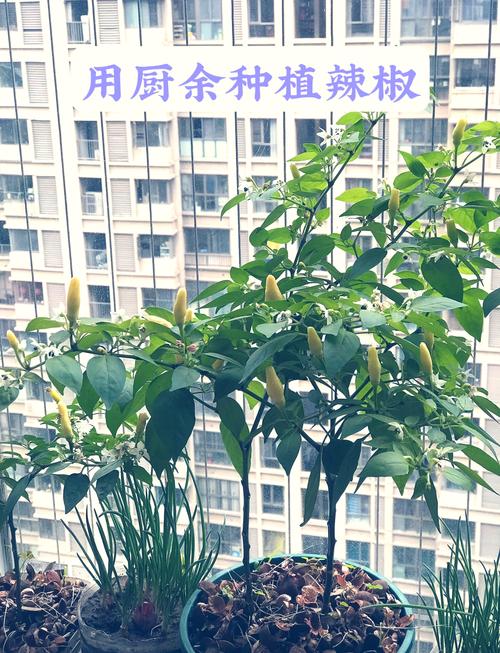 辣椒种植关键技术有哪些？-图1